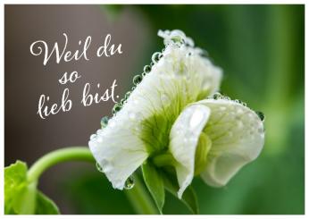 Klappkarten „Weil du so lieb bist“